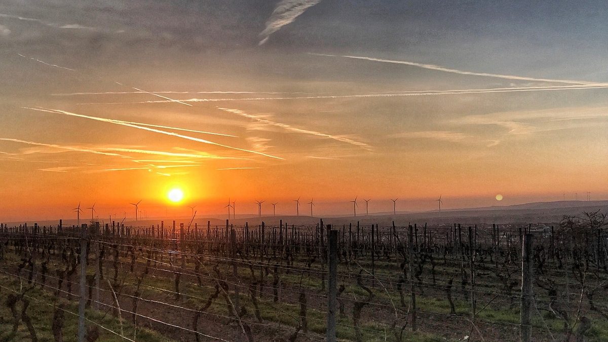 Hillesheim (Rheinhessen)