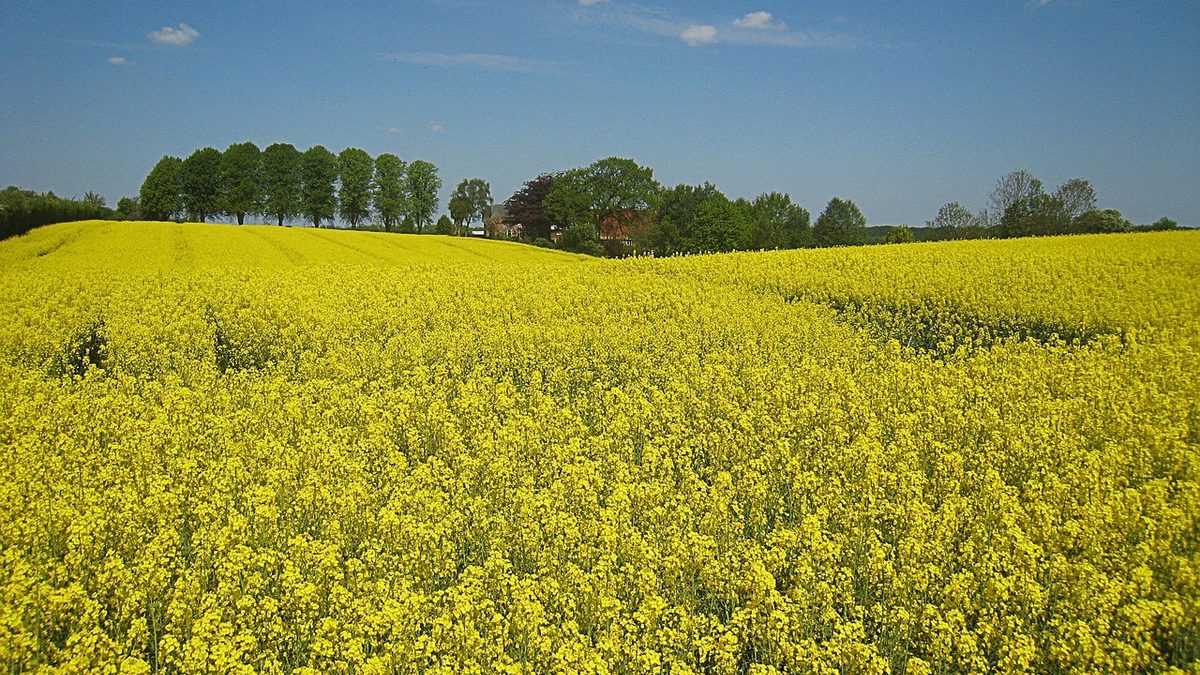 Hoisdorf