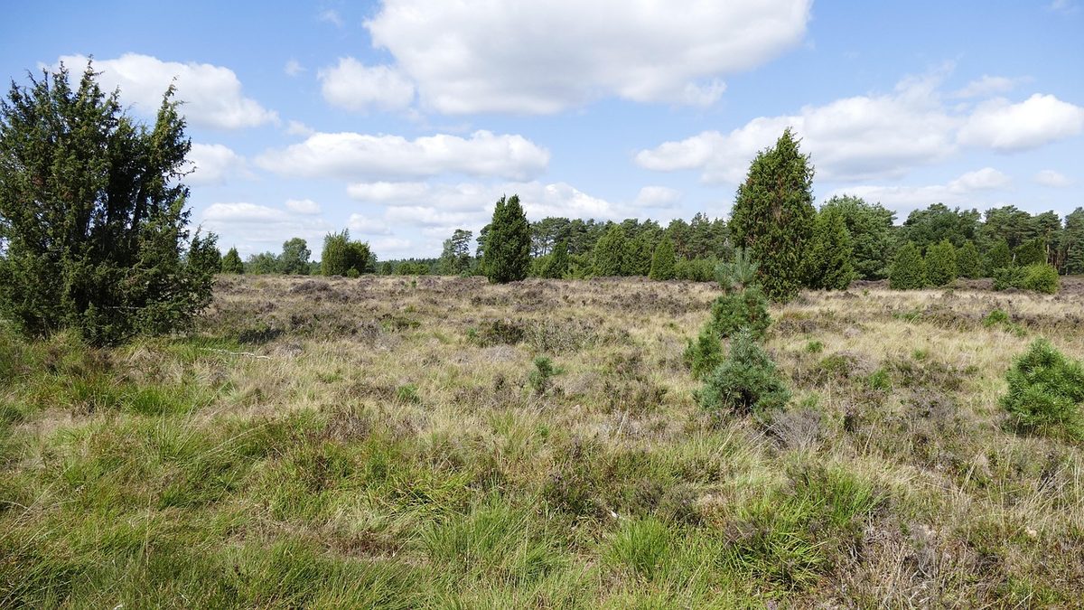 Neuenkirchen (Lüneburger Heide)