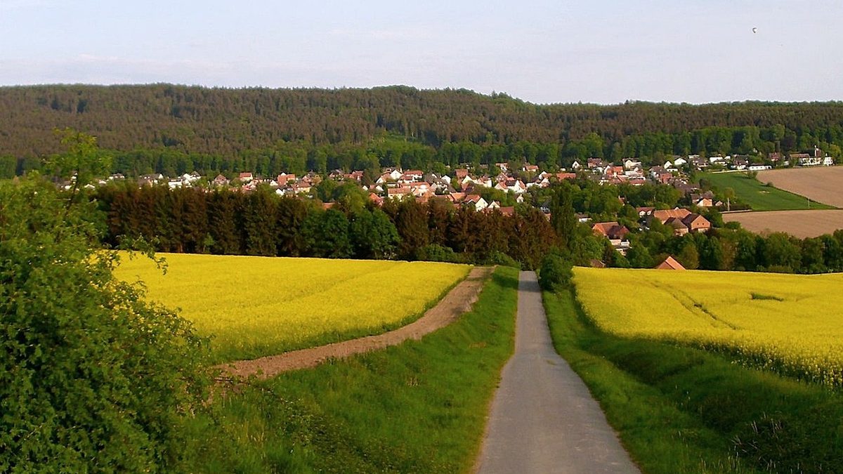 Springe