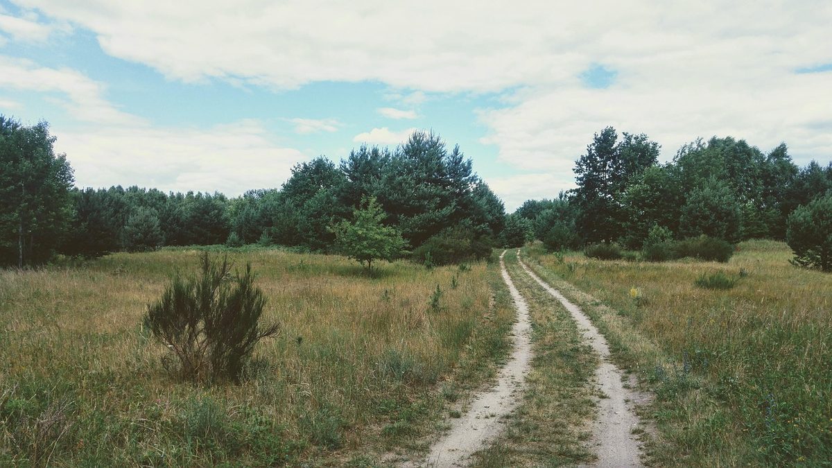 Borkheide