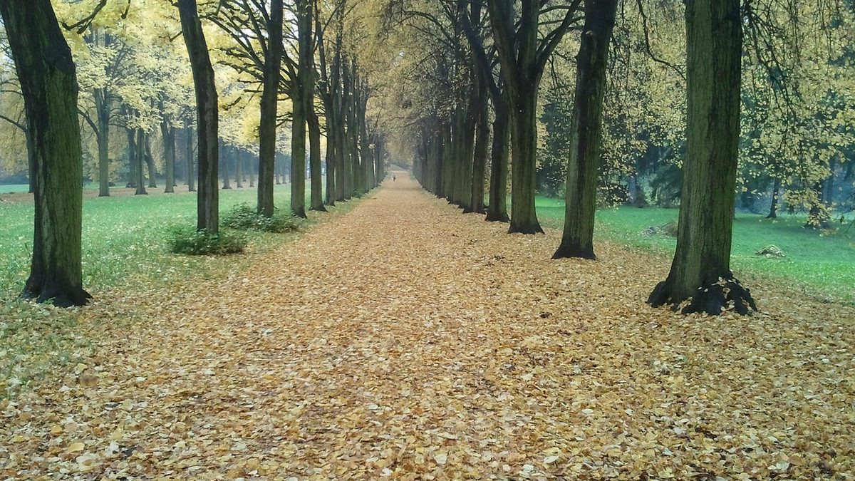 Borkwalde