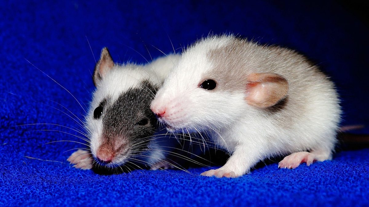 Ratten