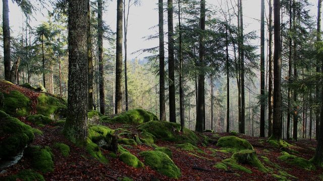 Palau-solità i Plegamans